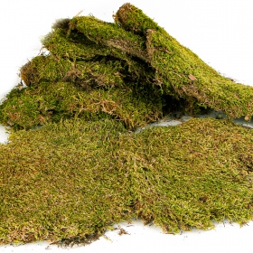 Terrario Shadow Forest Moss - natural moss 35x28cm